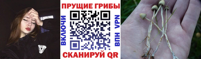 Галлюциногенные грибы Psilocybine cubensis  Новоалександровск 